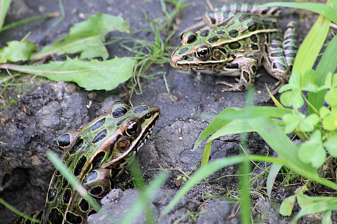 toads on muddy ground