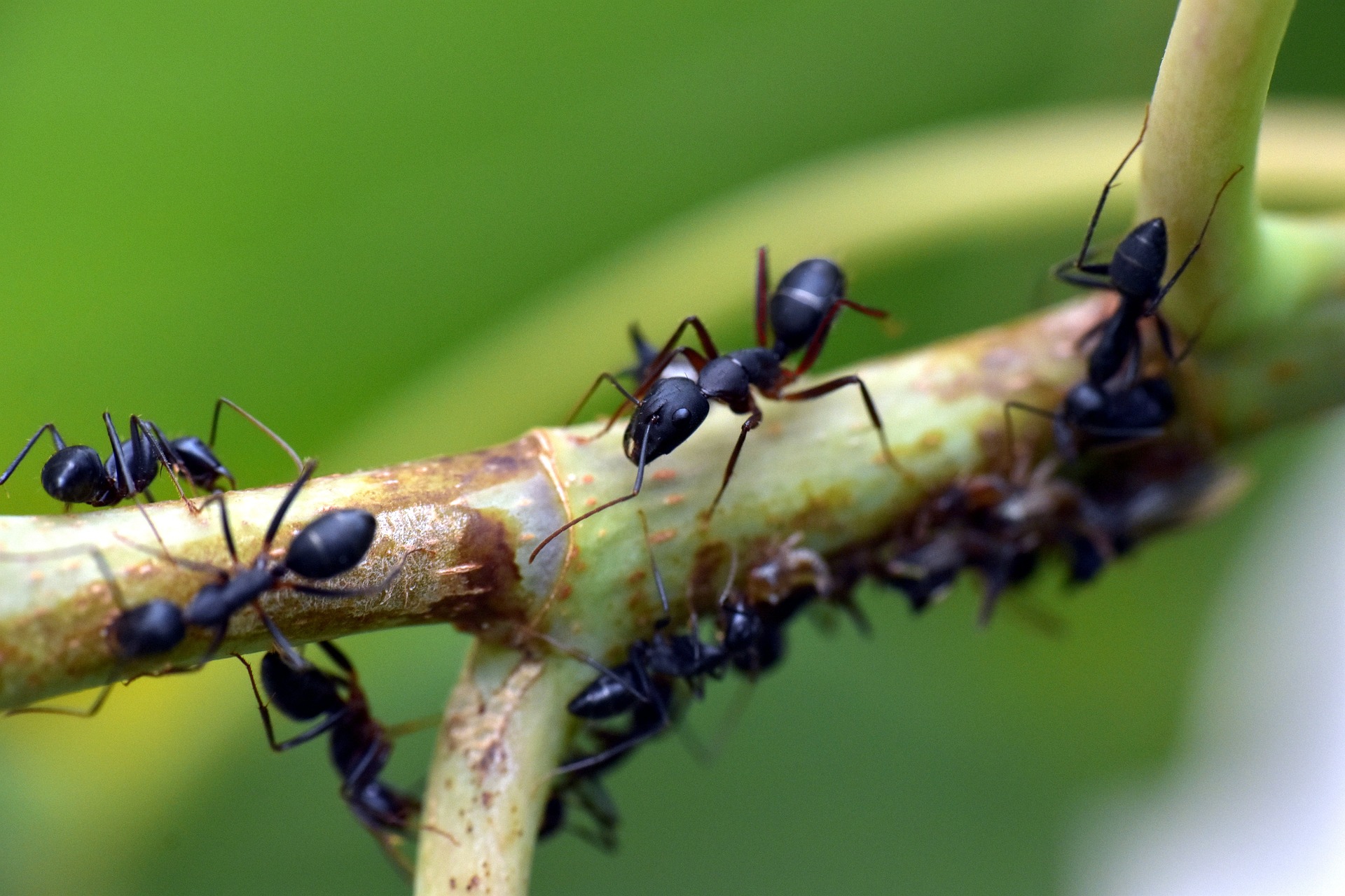 black ants crawling along a twig