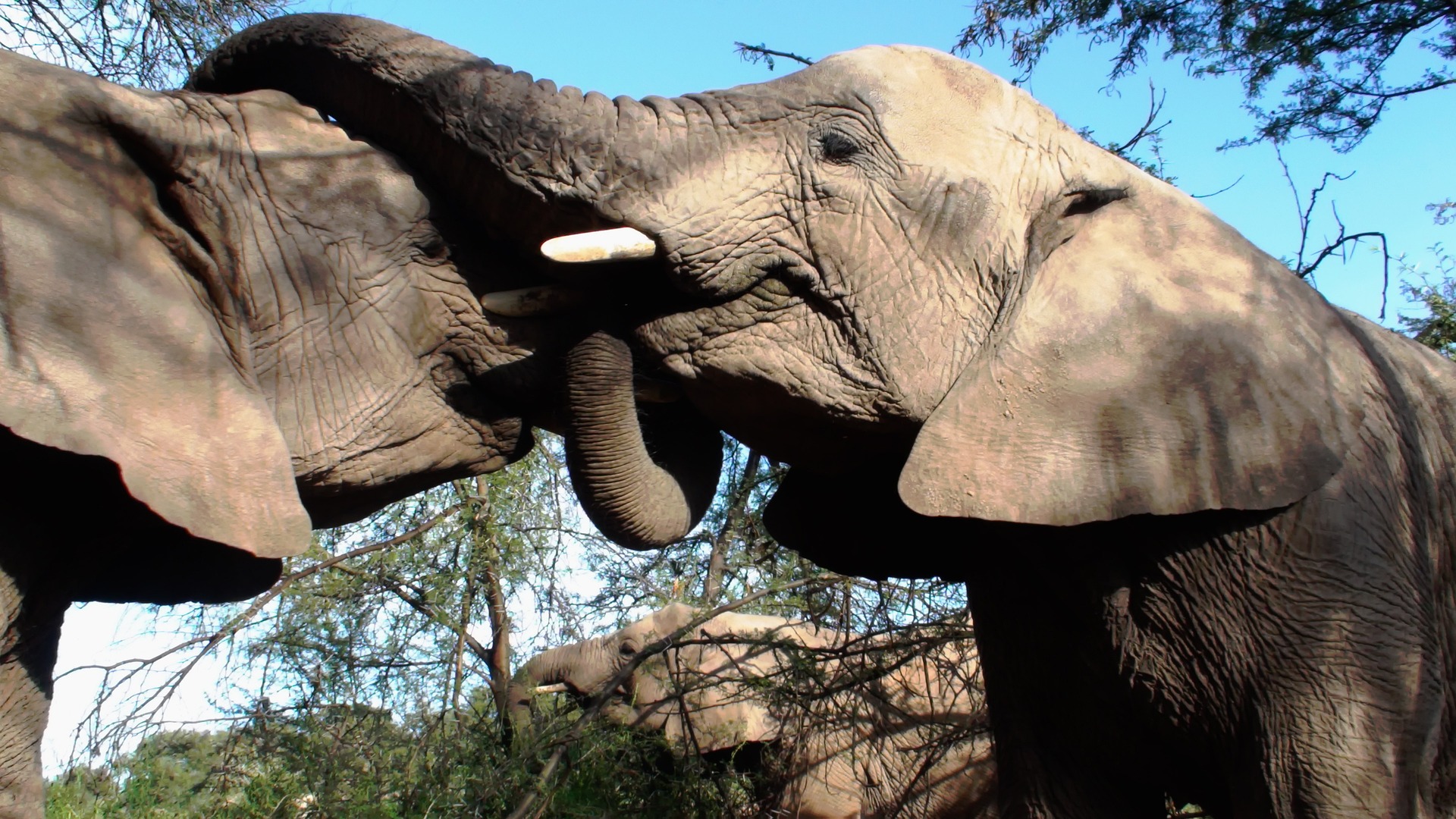 two elephants with intertwined trunks