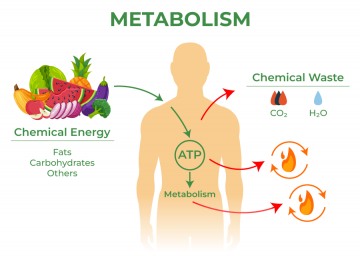 a chart showing human metabolism